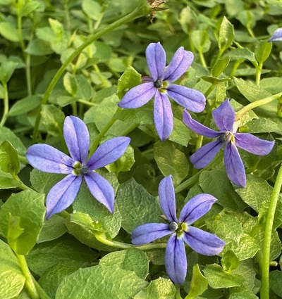 Pratia pedunculata ‘County Park’             